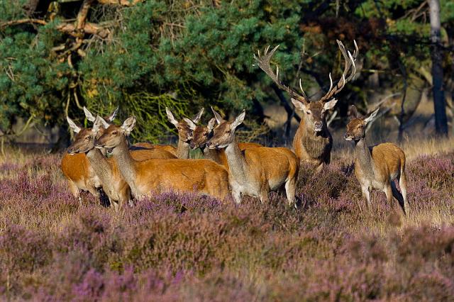 21 Hoge Veluwe, edelherten.jpg